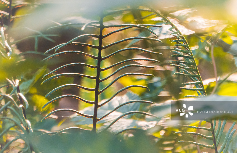 老生长森林中的硬蕨或鹿蕨（blechnum spicant）的摘要图片素材