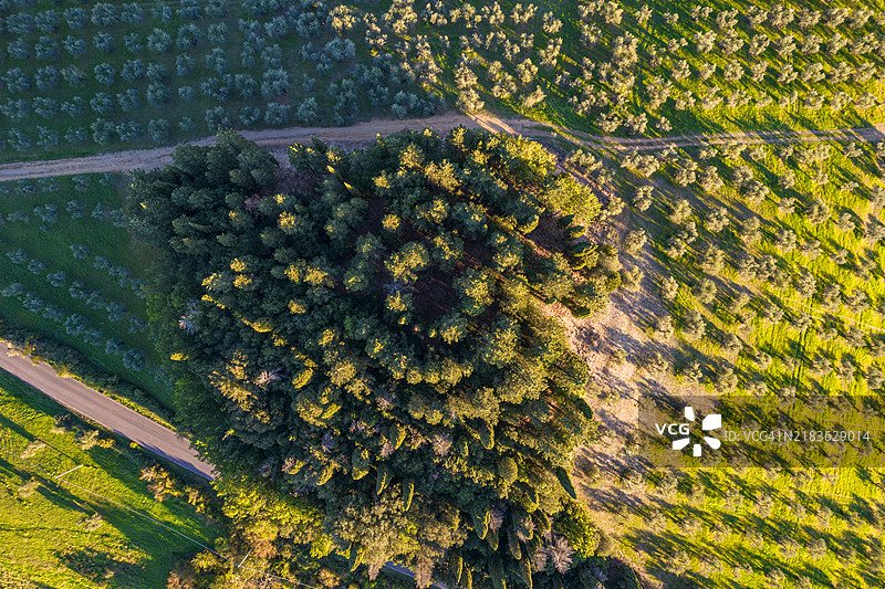 托斯卡纳，埃尔萨谷的圆形柏树林图片素材