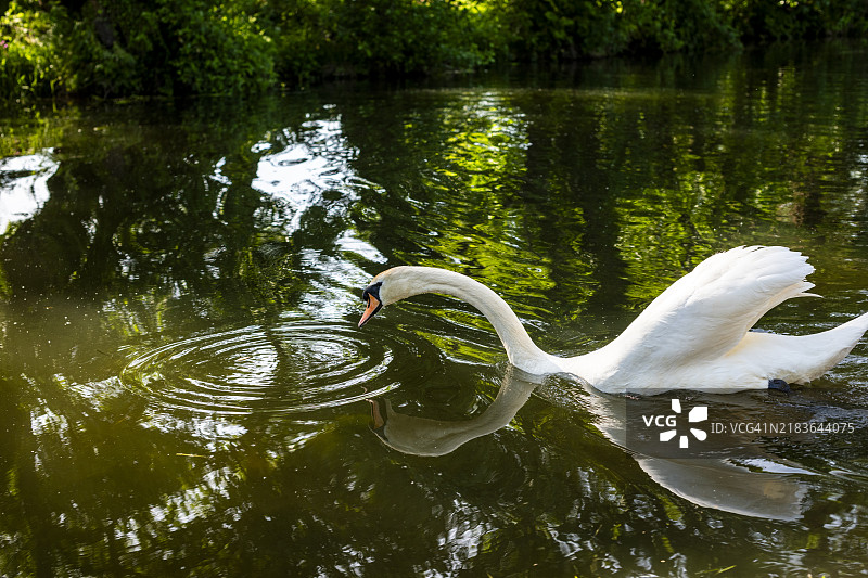 怀河天鹅图片素材
