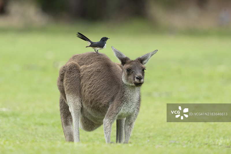 袋鼠和鹤鹑图片素材