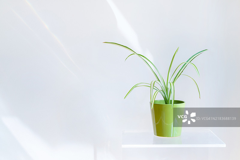 孤立的吊兰在绿色花盆中的横向视图。图片素材