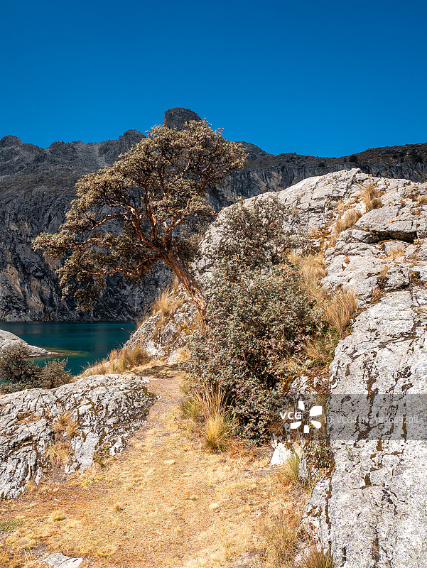 在秘鲁安卡什的华斯卡兰国家公园，楚鲁普湖脚下的岩石间生长着一棵歪斜的树，湖水呈现出碧绿色。图片素材