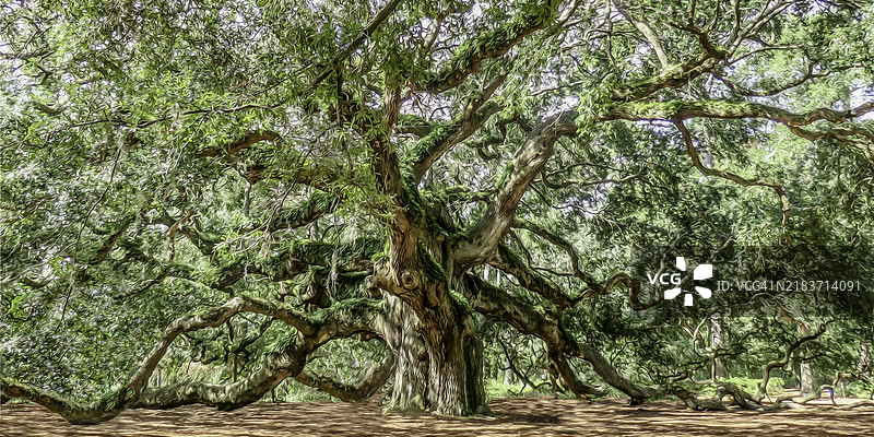 巨大的活橡树，称为天使橡树，带有轻微的绘画效果图片素材