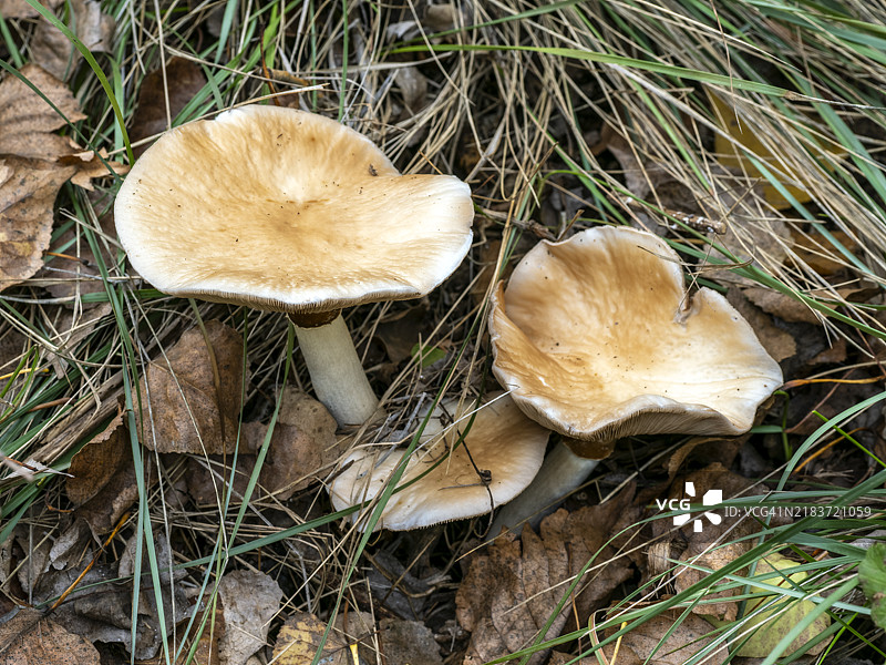 白杨或棉白杨蘑菇的特写，圆柱形蘑菇或灰色蘑菇。图片素材