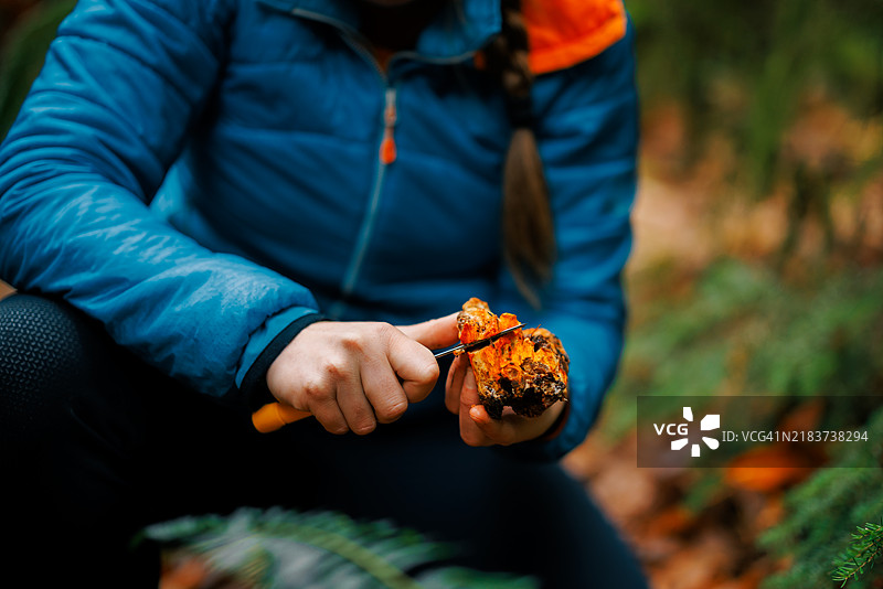 在不列颠哥伦比亚省斯阔米什附近的郁郁葱葱的雨林中，觅食者正在寻找野生蘑菇。图片素材