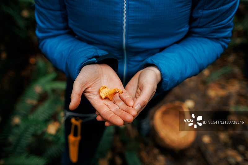 特写镜头：采集者在郁郁葱葱的雨林中手持野生蘑菇图片素材