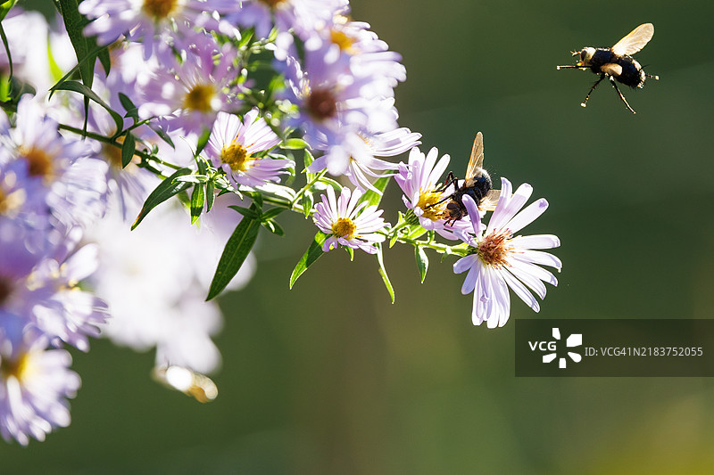 两只苍蝇在花园里觅食图片素材