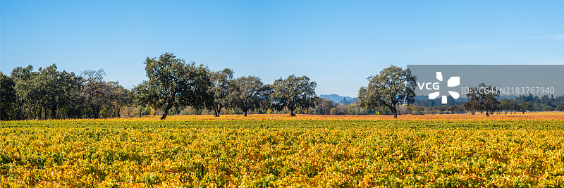 加州索诺玛县俄罗斯河谷的秋季葡萄园图片素材
