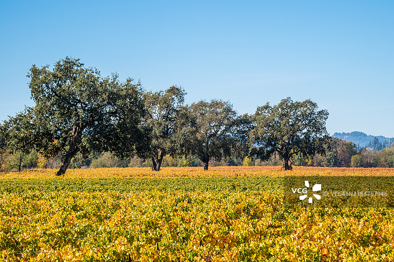 加州索诺玛县俄罗斯河谷的秋季葡萄园图片素材