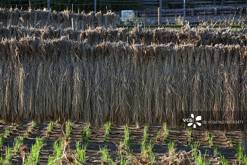 日本文化 - 稻米收获图片素材