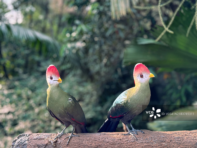 红冠蓝鹂，新加坡图片素材