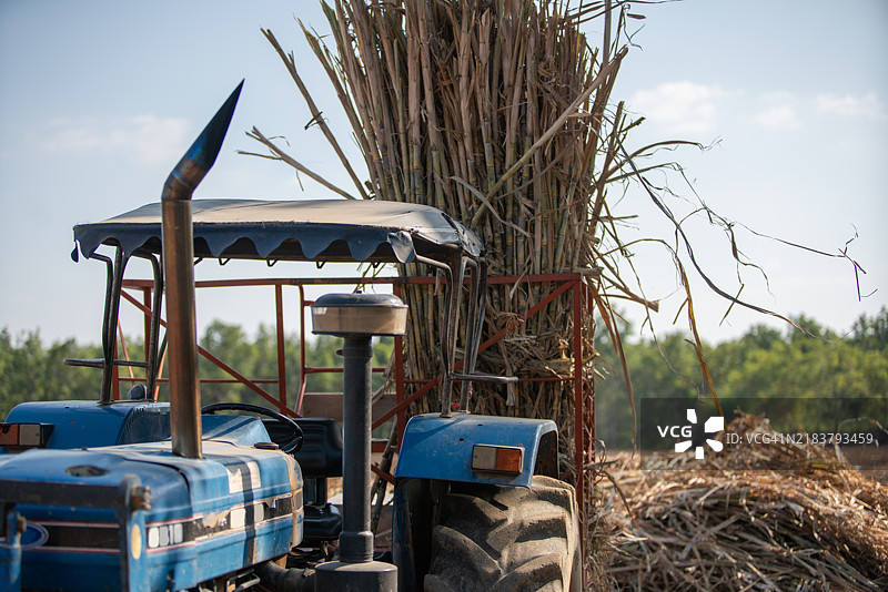 蓝色拖拉机运输收获的甘蔗图片素材