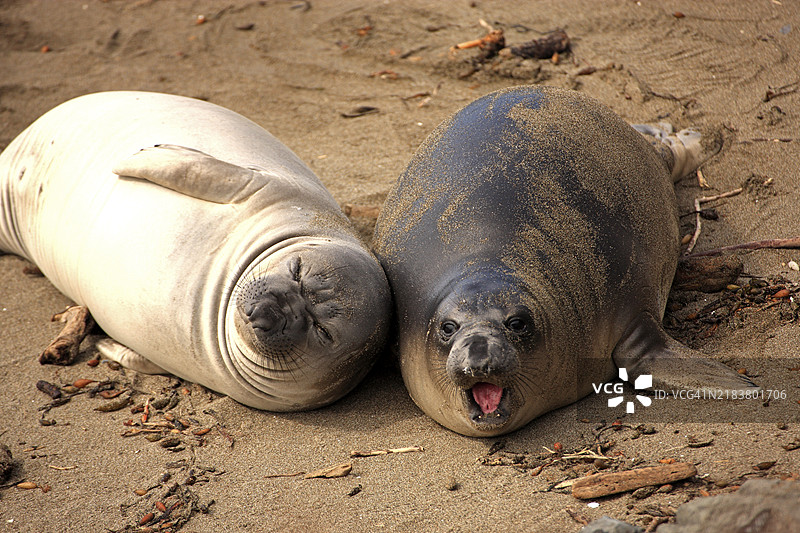 北方海象(Mirounga angustirostris),幼年,位于加利福尼亚州皮埃德拉斯布兰卡斯的海滩上,北美。图片素材
