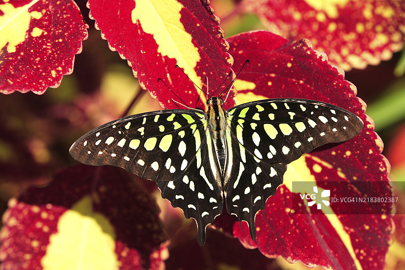 孔雀石蝴蝶（Siproeta stelenes），孔雀石猫头鹰，成虫，佛罗里达州，美国，北美图片素材