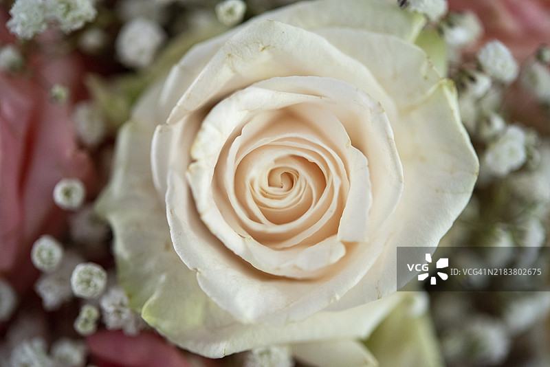 粉色和白色玫瑰特写，周围环绕着精致的花朵图片素材