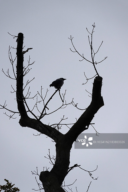 十月，德国，欧洲，光秃的树枝上的乌鸦图片素材