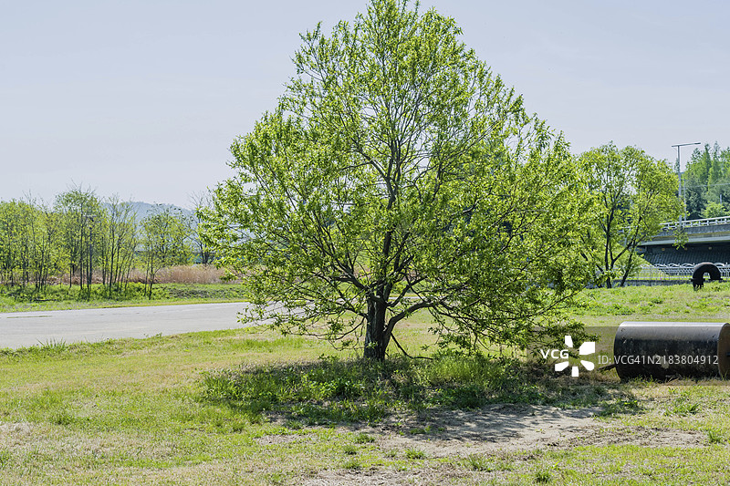 公园里树旁的手动平轧机图片素材