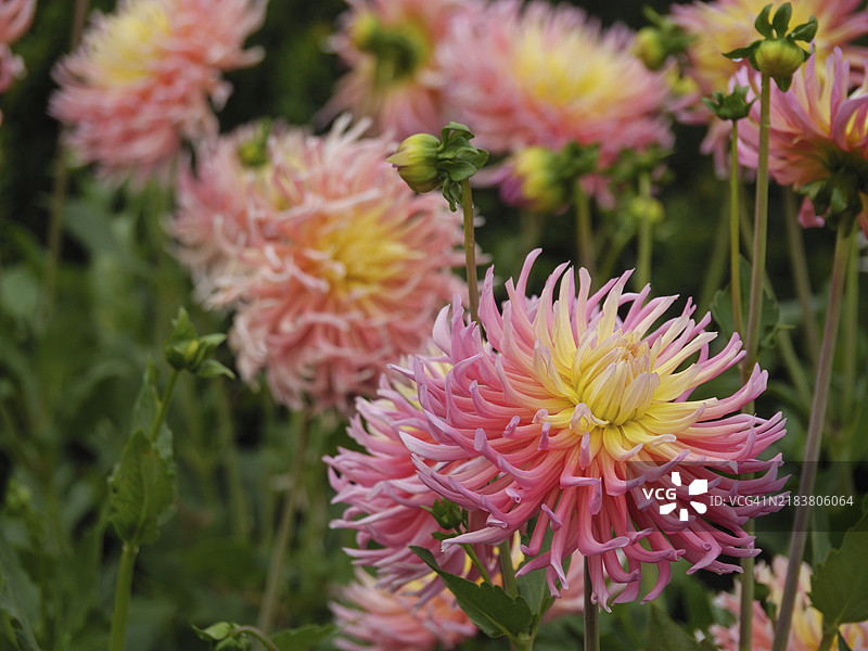 盛开的粉色和黄色大丽花特写，德国莱根的花园中盛开的不同颜色的大丽花图片素材