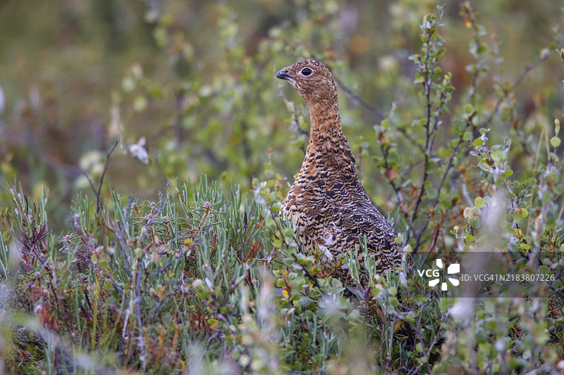 柳枝雷鸟图片素材