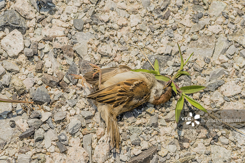 死麻雀躺在碎石停车场的地面上图片素材