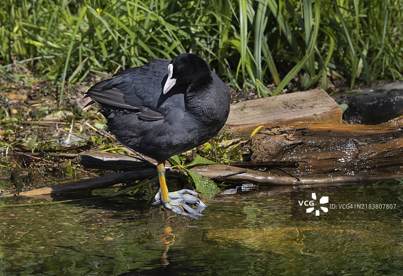普通水鸡（Fulica atra）站在湖边图片素材