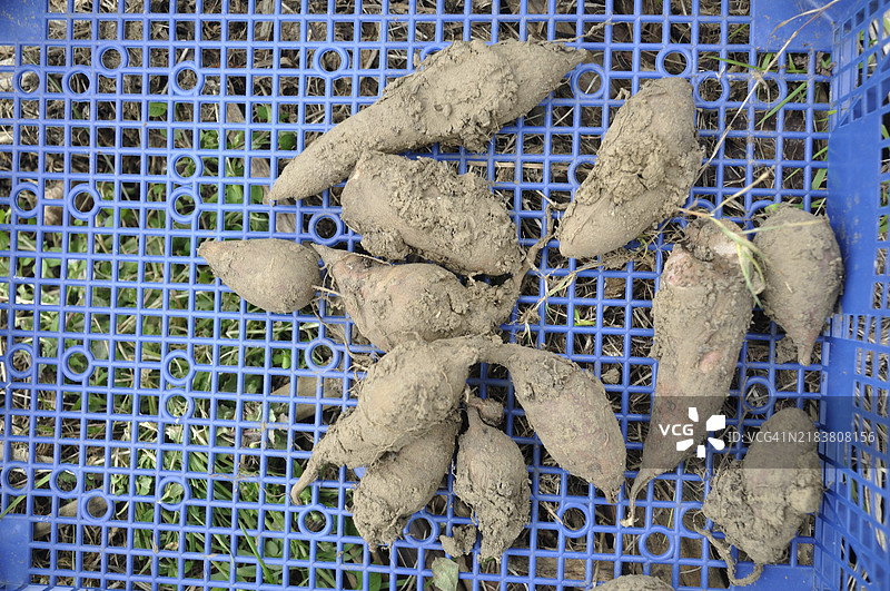 花园中的雅康收获图片素材