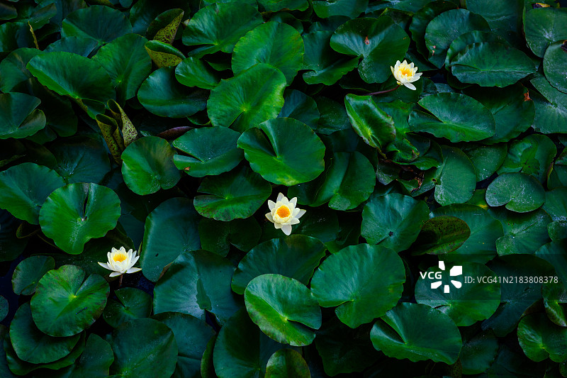 中国睡莲 (Nelumbo nucifera)图片素材