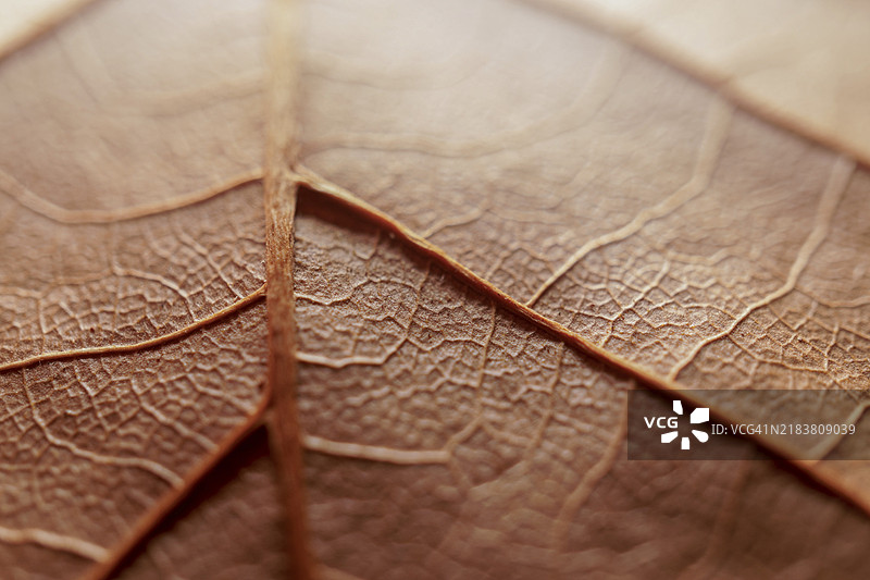 棕色叶子的特写照片，带有脉络图案。自然背景适合布局。俯视图的西班牙悬铃木。图片素材