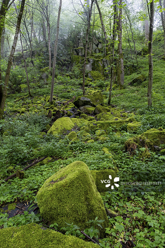 德国萨尔州托利的绍姆堡森林中长满苔藓的石头和树木图片素材