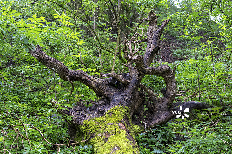 德国萨尔州托莱的绍姆堡森林中长满苔藓的枯木图片素材