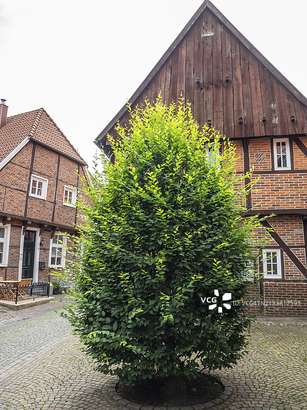 小石子街道中央的树木，两旁是两座砖房，营造出温馨的乡村氛围，位于德国明斯特地区的莱根。图片素材