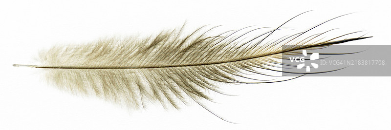 新西兰北岛棕色基维鸟（Apteryx mantelli）的一根羽毛图片素材