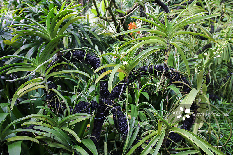 新加坡植物园中的热带植物群落图片素材