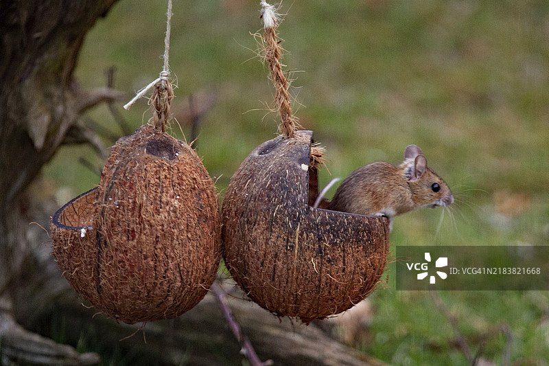 木鼠坐在食物碗上，朝右看图片素材