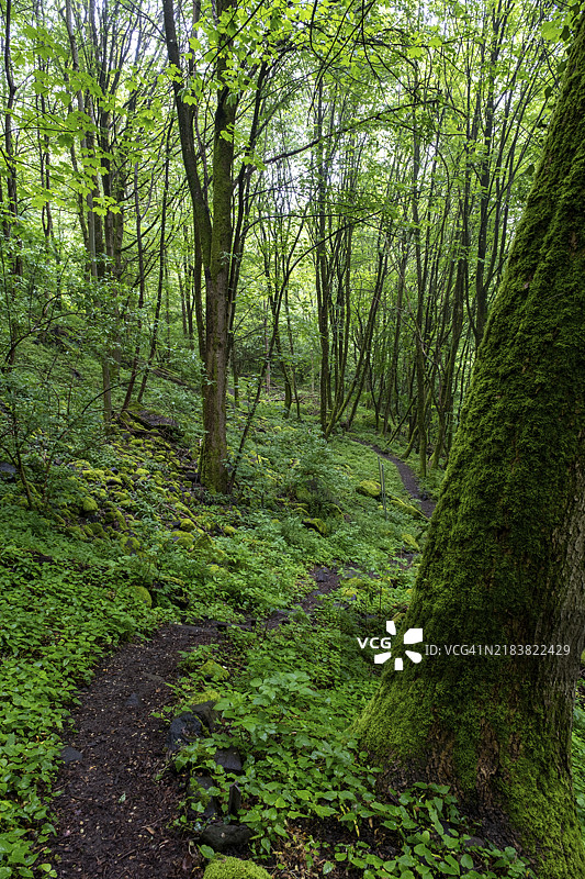 德国萨尔州托利的绍姆堡森林中长满苔藓的石头和树木图片素材