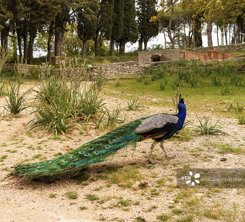 一只羽毛色彩斑斓的孔雀在花园里漫步图片素材