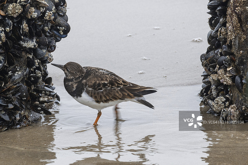 沙滩上水边的沙丘鹬与贝壳相伴图片素材