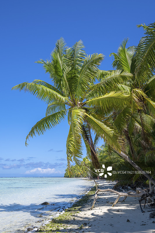 椰子树（Cocos nucifera），私人岛屿，鸟岛，特权，生态，冒险，特提阿罗，环礁，马龙·白兰度岛，法属波利尼西亚，社会群岛，背风群岛，南太平洋图片素材