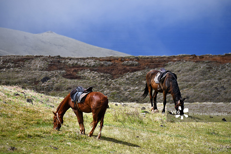 特雷瓦卡火山上的马，拉帕努伊（复活节岛，智利）图片素材