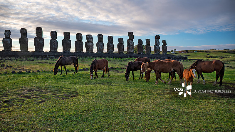 复活节岛（智利）的阿胡·通加里基上的马图片素材