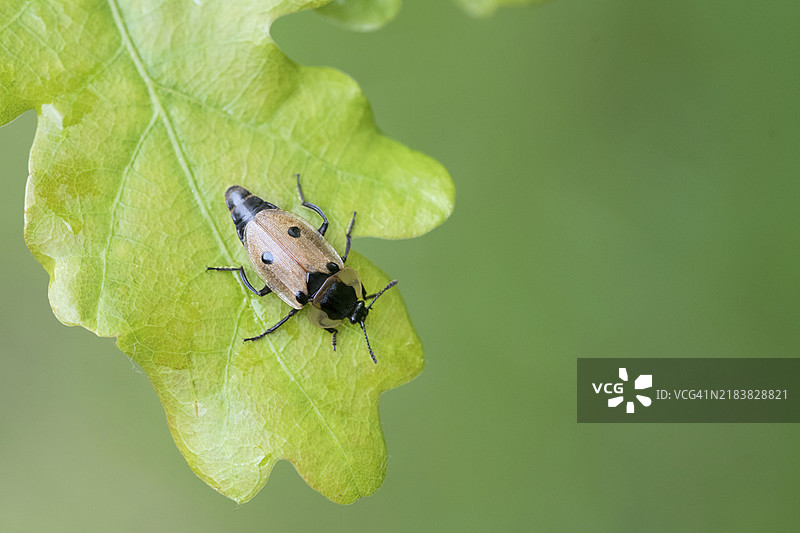 四斑腐尸甲虫（Dendroxena quadrimaculata），甲虫在橡树叶上爬行，德国北莱茵-威斯特法伦州的Diesfordter森林图片素材