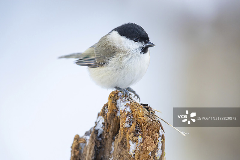 沼泽山雀（Parus palustris）德国图片素材