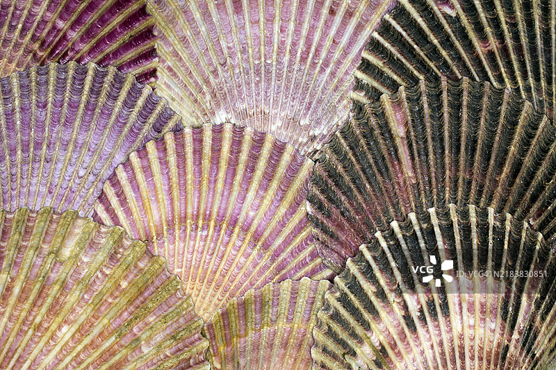 几只朝圣者扇贝（Pecten jacobaeus）图片素材