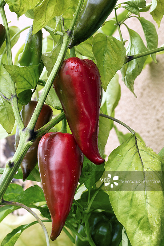 成熟的尖椒（辣椒）在灌木上图片素材