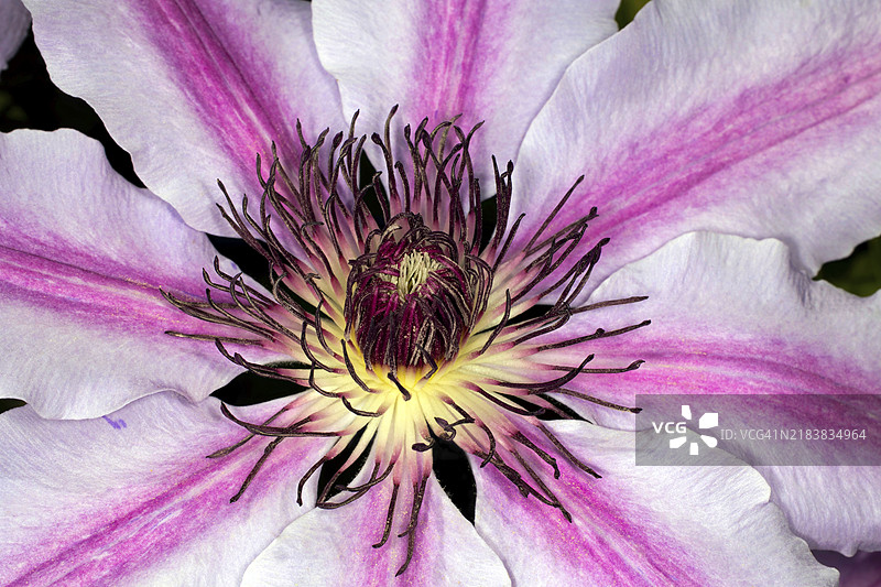 攀缘植物的特写，常见的铁线莲（Clematis vitalba Nelly Moser）图片素材