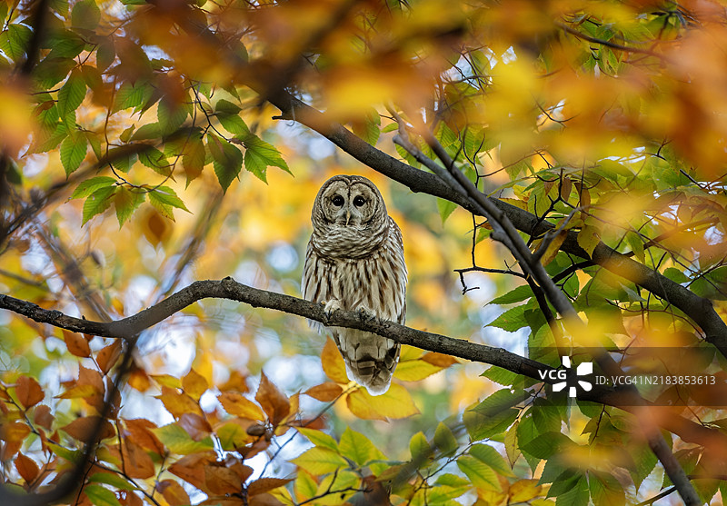 秋天的树叶与斑纹猫头鹰图片素材