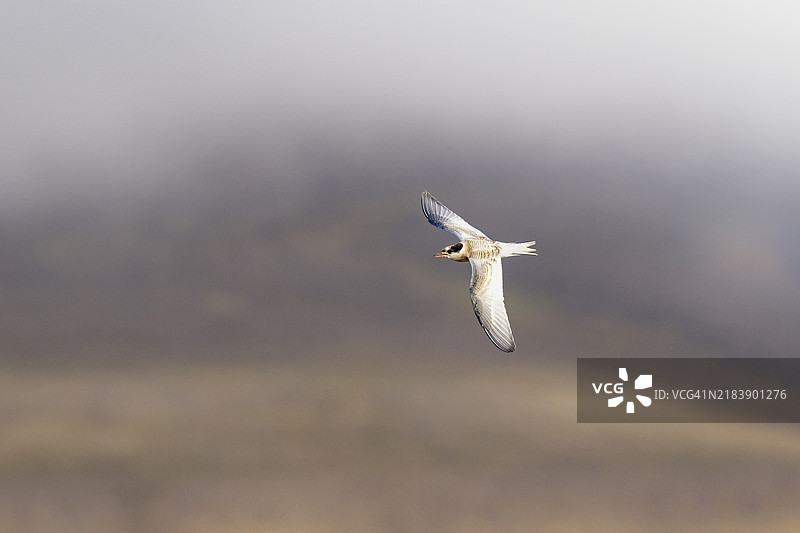 北极燕鸥在朗伊尔城山脉上空飞翔的美丽景象图片素材