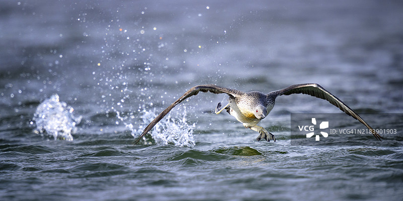 红喉潜鸟在斯瓦尔巴群岛朗伊尔城的池塘上起飞的戏剧性动作图片素材