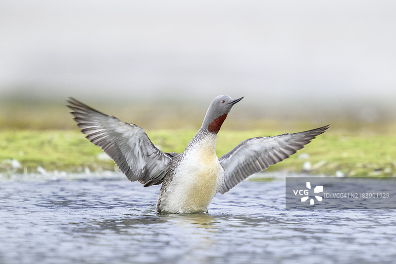 红喉潜鸟在斯瓦尔巴群岛朗伊尔城展开翅膀图片素材
