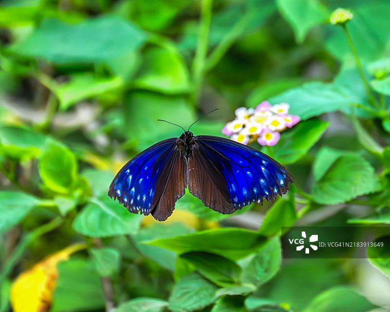 花和蝴蝶图片素材